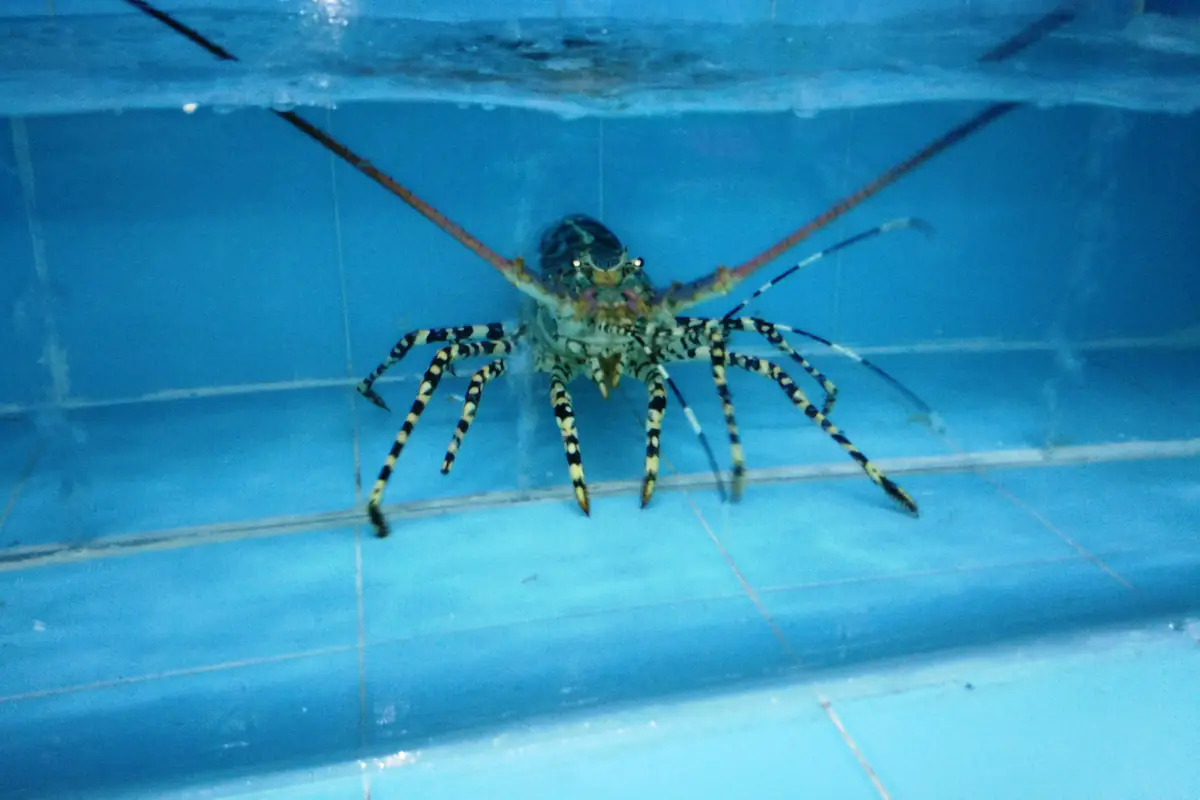 Ăn gì ở Nha Trang: bún cá, nem nướng, hải sản
