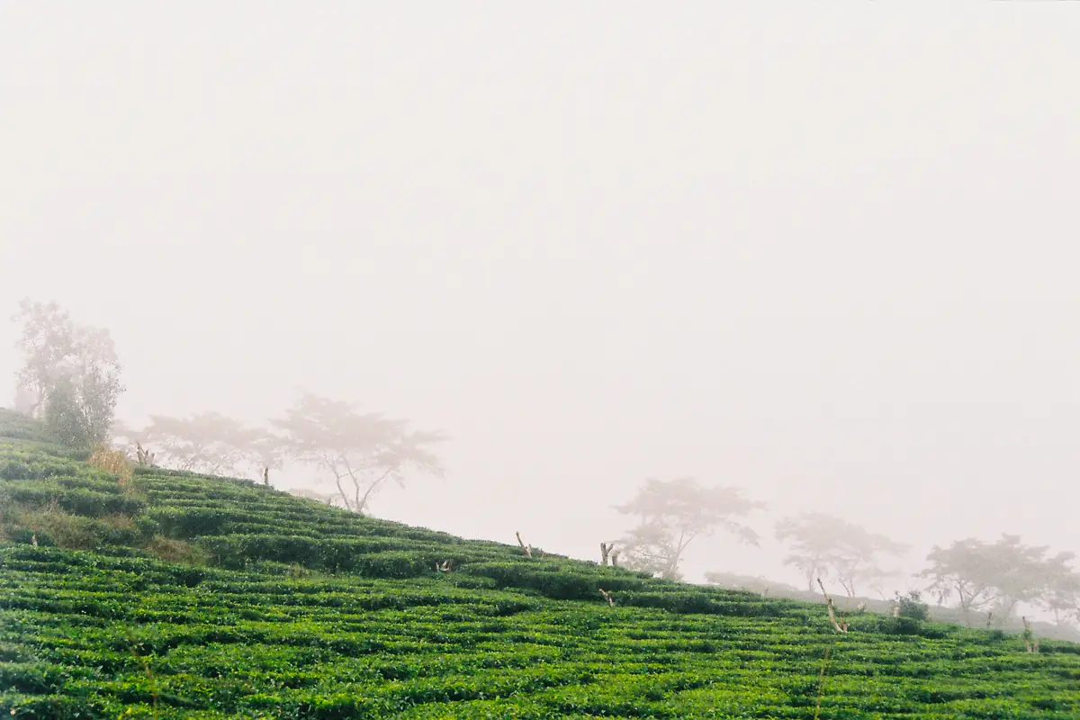 Luống chè xanh trên đồi chè Cầu Đất chìm trong sương, vài cây cao mờ trên đỉnh đồi, tháng 11/2011