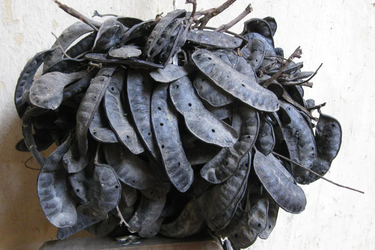 A bundle of dried black honey locust pods (bồ kết), flat and curved, set against a pale yellow wall in an old house in Hanoi (Hà Nội), July 2008