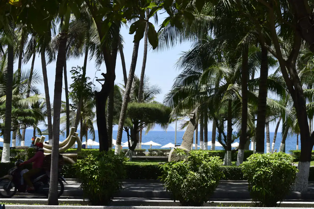 Hàng dừa và dù trắng trong công viên ven biển Trần Phú, Nha Trang, biển xanh phía sau, một buổi sáng nắng cuối tháng 6/2025