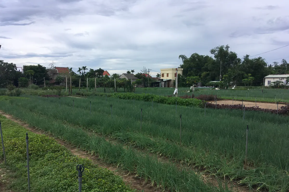 Những luống hành và rau thơm xanh ở làng rau Trà Quế, Hội An, nhà dân và hàng cây phía sau, trời nhiều mây, tháng 7/2018
