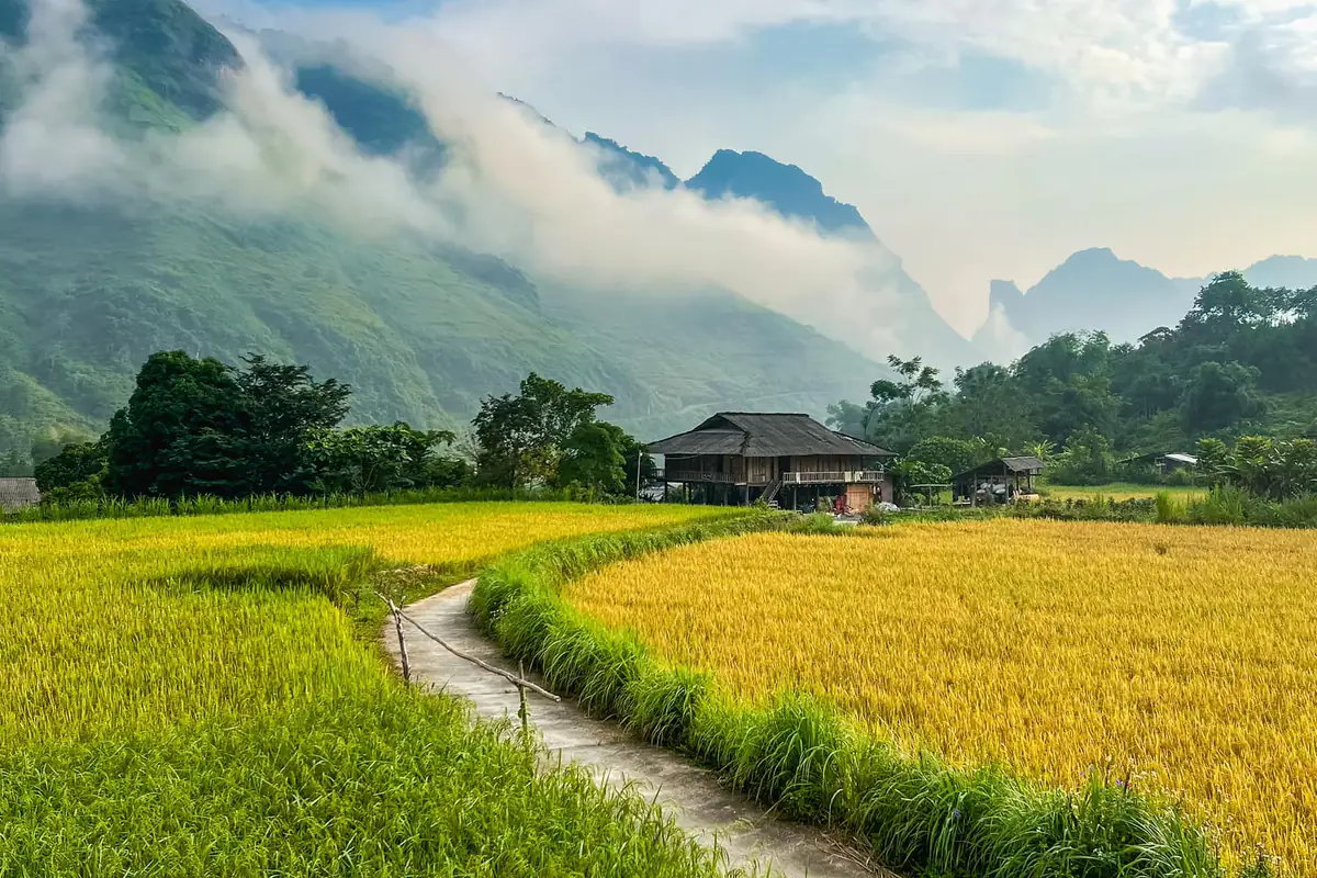 Ruộng lúa chín vàng ở Du Già, lối đi bê tông nhỏ giữa hai thửa ruộng dẫn tới ngôi nhà gỗ, núi xanh và mây trắng phía sau