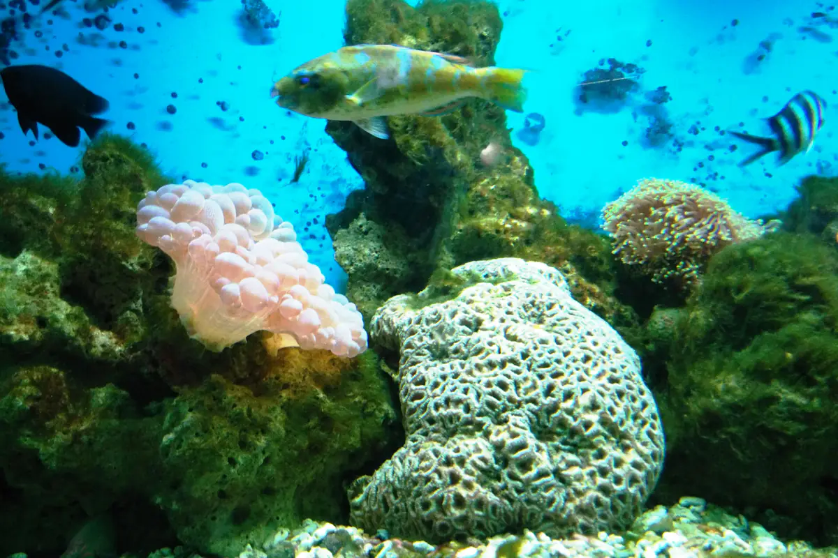 Bể kính nuôi cá biển và san hô ở Bảo tàng Hải dương học Nha Trang, vài con cá bơi trên các khối san hô trắng hồng và rong xanh, tháng 3/2016